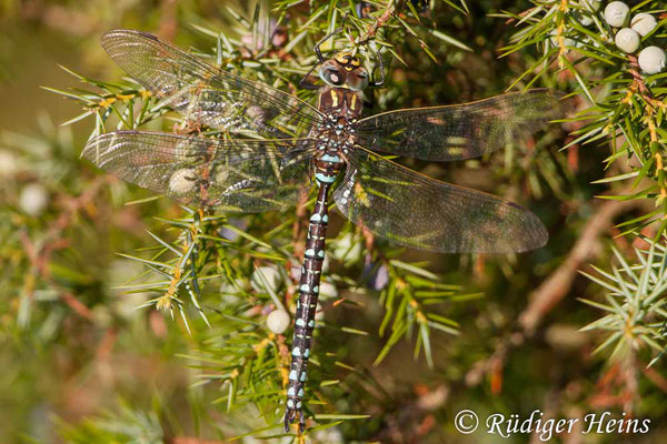 Aeshna juncea (Torf-Mosaikjungfer) Männchen, 3.10.2005