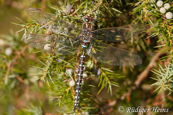 Aeshna juncea, Torf-Mosaikjungfer, Männchen