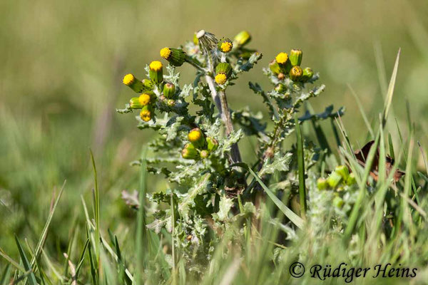 Senecio vulgaris (Gewöhnliches Greiskraut), 7.4.2020