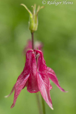 Aquilegia vulgaris (Gemeine Akelei)