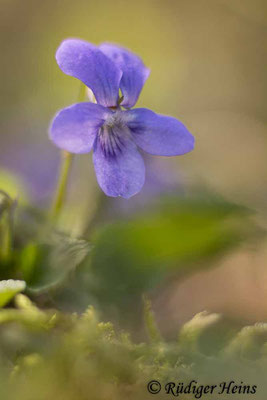 Viola riviniana (Hain-Veilchen), 28.4.2022