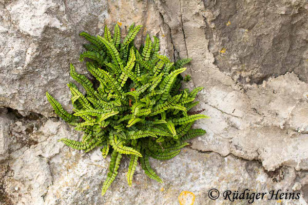 Asplenium trichomanes (Braunstieliger Streifenfarn), 30.6.2016