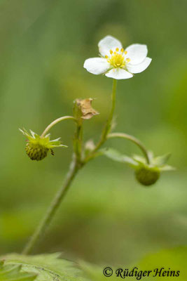 Fragaria vesca (Wald-Erdbeere)