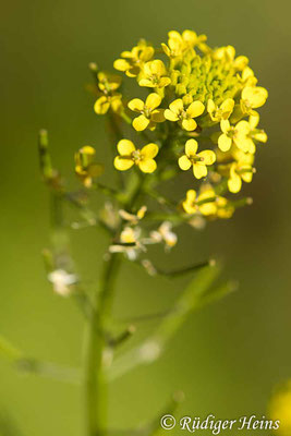 Erysimum cheiranthoides (Acker-Schöterich), 19.8.2025