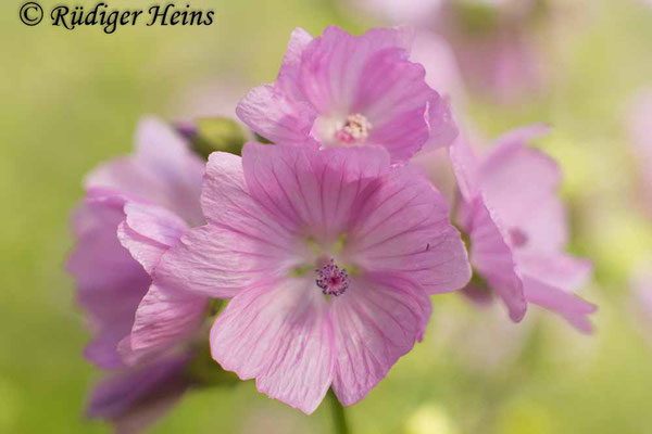 Malva alcea (Rosen-Malve), 19.6.2024