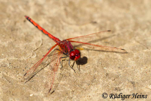 Trithemis arteriosa (Rotader-Sonnenzeiger) Männchen, 27.10.2015