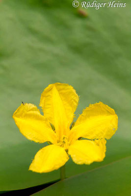 Nymphoides peltatum (Seekanne)
