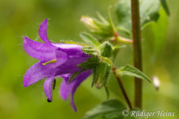 Campanula trachelium (Nesselblättrige Glockenblume), 12.7.2015