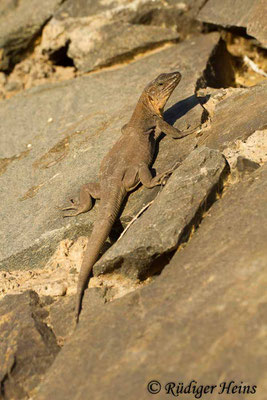 Gallotia stehlini (Gran-Canaria-Rieseneidechse) Männchen, 31.7.2015