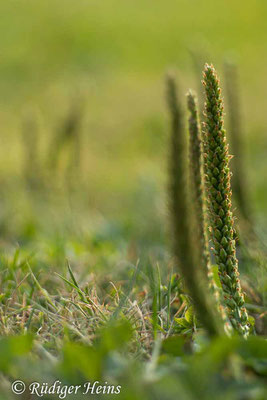 Plantago major (Breitwegerich), 7.9.2024