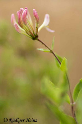 Lonicera periclymenum (Waldgeißblatt), 9.7.2021
