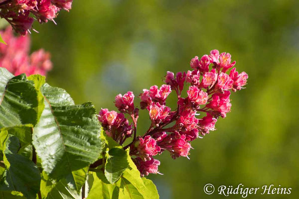 Aesculus carnea (Rotblühende Roßkastanie), 8.5.2024