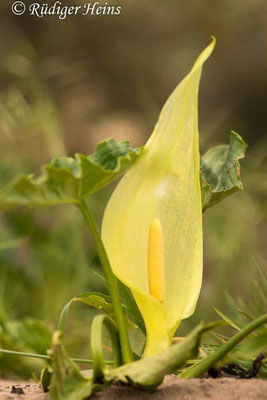 Arum italicum (Italienischer Aronstab), 4.5.2019