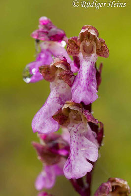 Orchis spitzelii (Spitzel's Knabenkraut), 31.5.2014