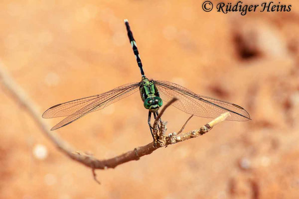 Orthetrum sabina (Schlanker Blaupfeil) Männchen