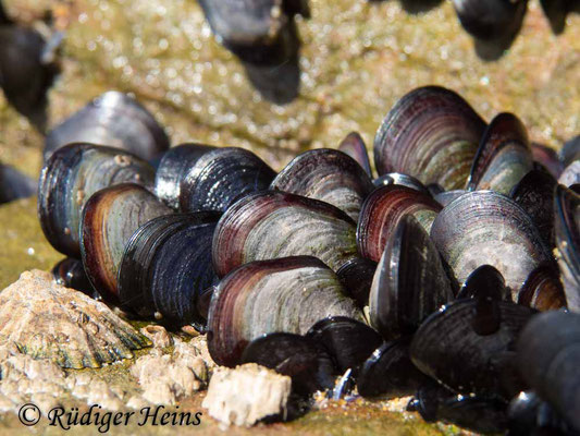 Mytilus edulis (Gemeine Miesmuschel), 25.9.2016