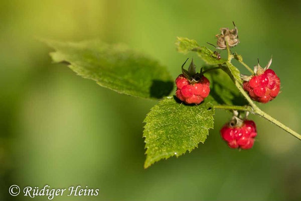 Rubus idaeus (Himbeere), 16.7.2023