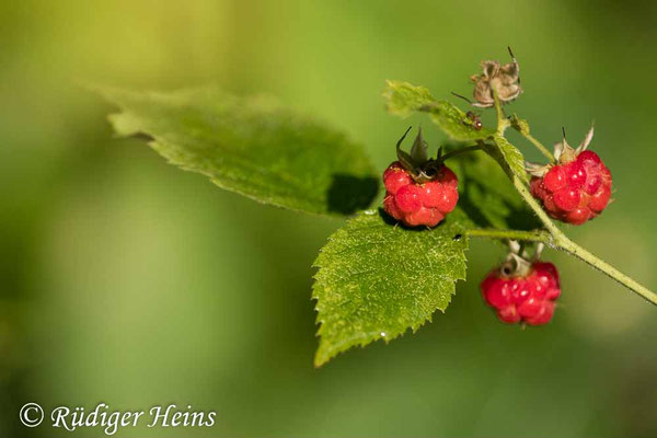 Rubus idaeus (Himbeere)
