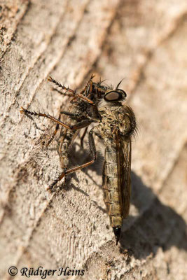Tolmerus atricapillus (Gemeine Raubfliege) Weibchen