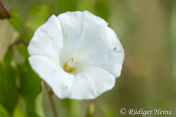Calystegia sepium (Echte Zaunwinde), 14.8.2023