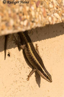 Trachylepis striata (Afrikanischer gestreifter Skink), 29.1.2019