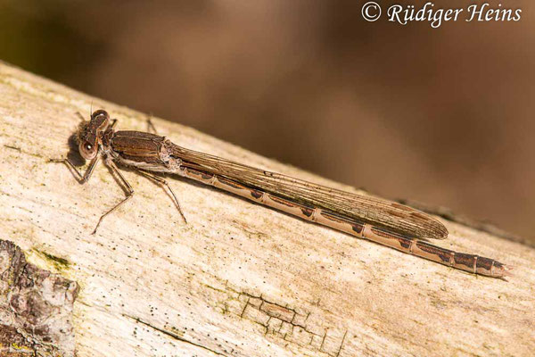 Sympecma fusca (Gemeine Winterlibelle) Weibchen an einem Waldrand mehrere hundert Meter vom Fortpflanzungsgewässer entfernt, 28.3.2020