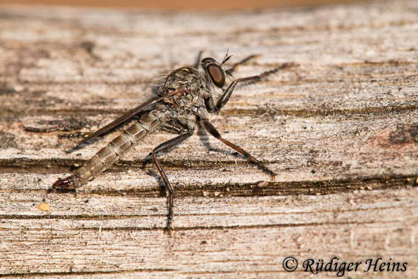 Tolmerus pyragra (Kleine Raubfliege) Männchen