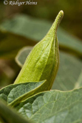 Datura stramonium (Weißer Stechapfel), 8.7.2010