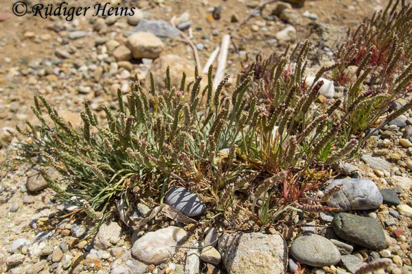 Plantago coronopus (Krähenfuß-Wegerich), 3.5.2019