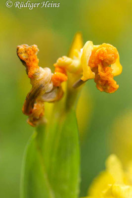 Iris pseudacorus (Sumpf-Schwertlilie), 12.6.2019