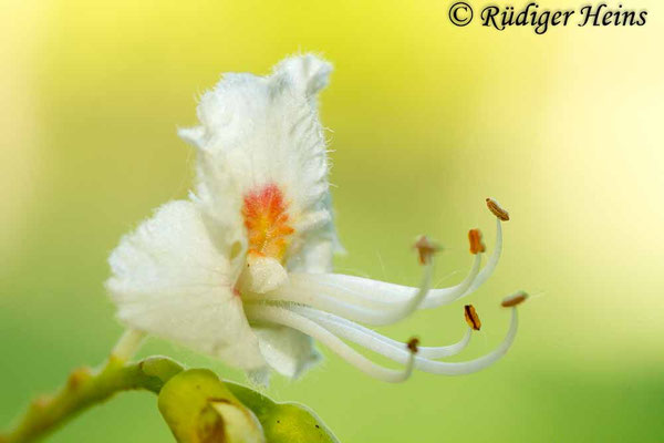Aesculus hippocastanum (Gewöhnliche Rosskastanie), 12.5.2019