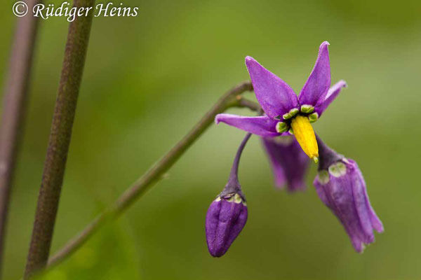 Solanum dulcamara (Bittersüßer Nachtschatten), 10.6.2017