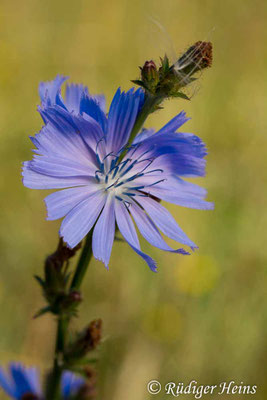 Cichorium intybus (Gemeine Wegwarte), 24.7.2018