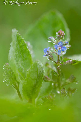 Veronica beccabunga (Bachbunge oder Bach-Ehrenpreis), 18.7.2023