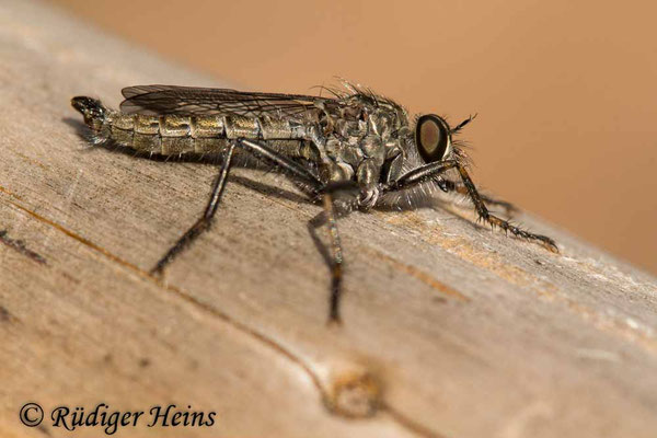 Tolmerus atricapillus (Gemeine Raubfliege) Männchen