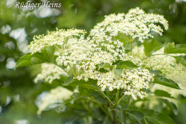 Schwarzer Holunder (Sambucus nigra), 1.6.2025 - Jupiter 9 85 mm f/2
