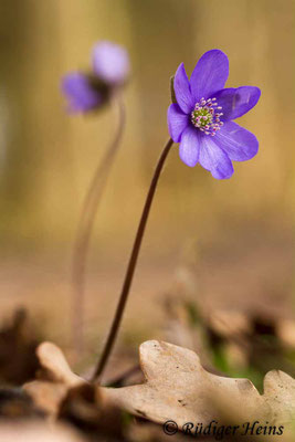 Hepatica nobilis (Leberblümchen)