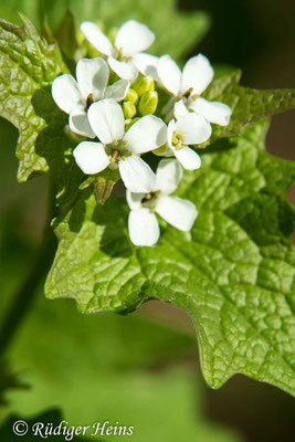 Alliaria petiolata (Knoblauchsrauke), 20.4.2020
