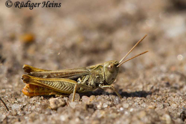 Omocestus haemorrhoidalis (Rotleibiger Grashüpfer) Männchen, 2.9.2018