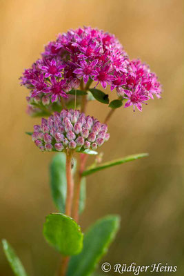Hylotelephium telephium (Große Fetthenne), 16.8.2016