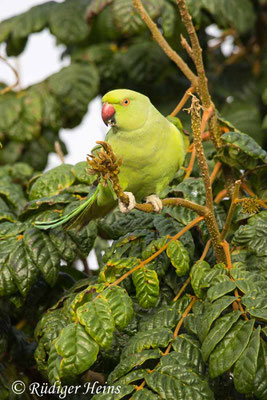 Halsbandsittich, Psittacula krameri
