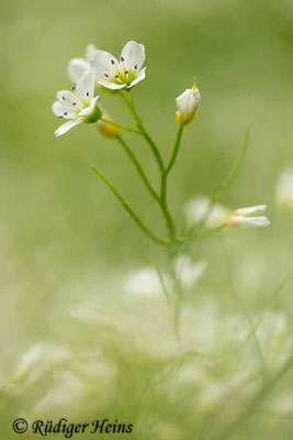 Cardamine amara (Bitteres Schaumkraut), 24.5.2023