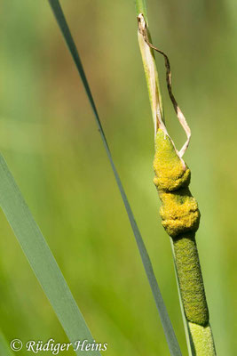 Typha latifolia (Breitblättriger Rohrkolben), 21.8.2023