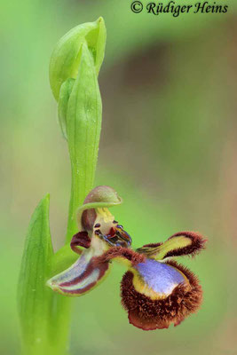 Ophrys speculum (Spiegel-Ragwurz)