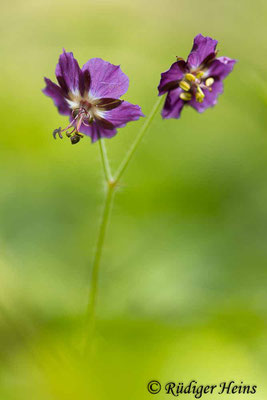 Geranium phaeum (Brauner Storchschnabel), 21.4.2024