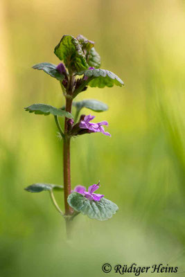 Glechoma hederacea (Gundermann), 26.4.2017