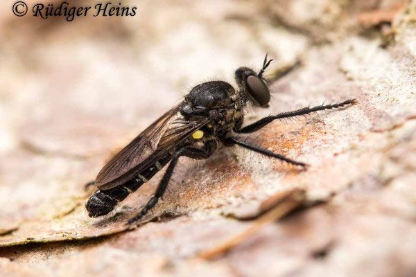 Cyrtopogon lateralis (Kleine Makelfliege) Männchen, 3.7.2020