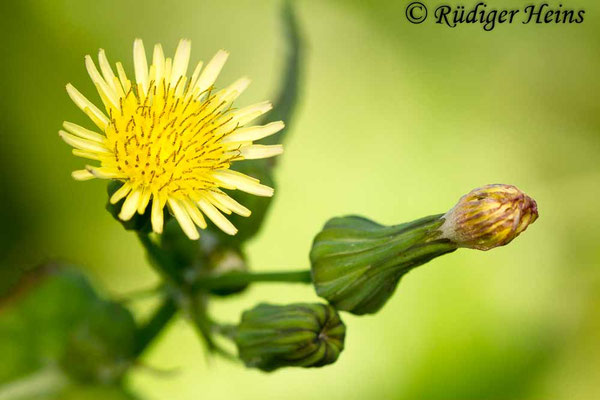 Sonchus oleraceus (Kohl-Gänsedistel), 11.8.2013