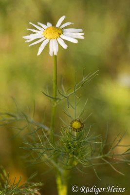 Tripleurospermum inodorum (Geruchlose Kamille)