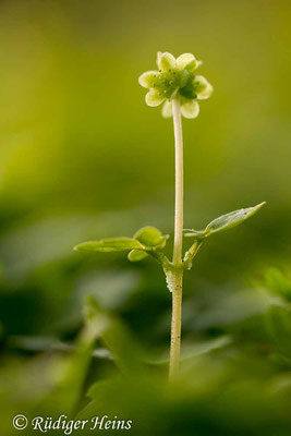 Adoxa moschatellina (Moschuskraut), 10.4.2017